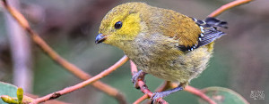 The endangered forty spotted pardalote bird, one of Australia's rarest birds, can be found on Bruny Island